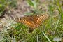 Variegated Fritillary