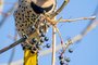 Northern Flicker