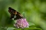 Silver-spotted Skipper