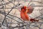 Northern Cardinal