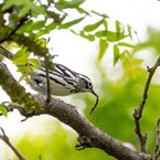 Black-and-white Warbler