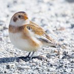 Female Snow Bunting