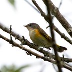 American Redstart