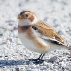 Female Snow Bunting