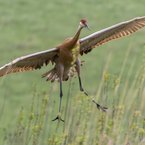Sandhill Crane