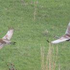 Sandhill Cranes