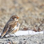 Female Snow Bunting