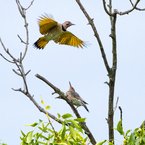 Northern Flicker