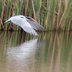 Caspian Tern