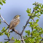 Savannah Sparrow