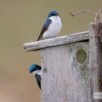 Tree Swallows