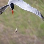Caspian Tern