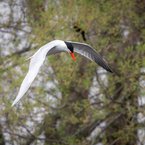 Caspian Tern