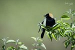 Bobolink