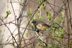 Spotted Towhee