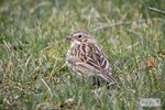 Vesper Sparrow
