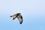 Rough-legged Hawk