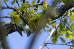 Yellow-throated Vireo