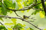 Canada Warbler