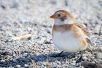Female Snow Bunting