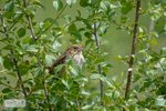 Henslow's Sparrow