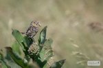 Grasshopper Sparrow