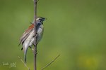 Dickcissel