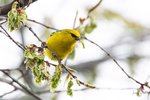 Blue-winged Warbler