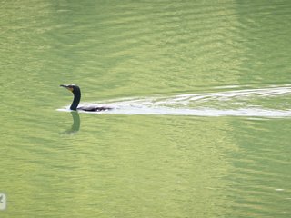 Double-crested Cormorant
