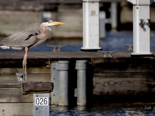 Great Blue Heron