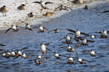 Common Goldeneyes