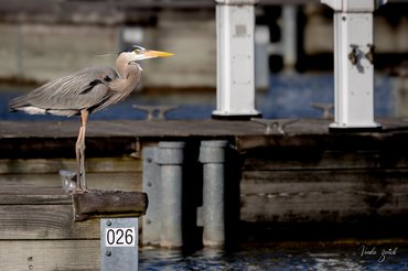 Great Blue Heron