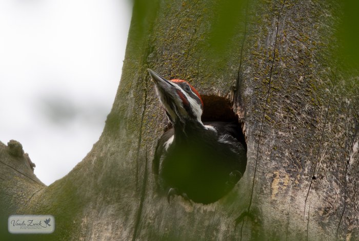 Pileated Woodpecker Nestling