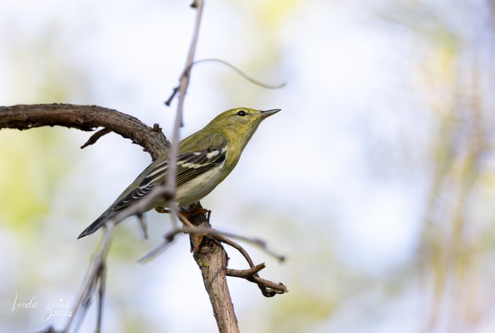 Blackpoll Warbler