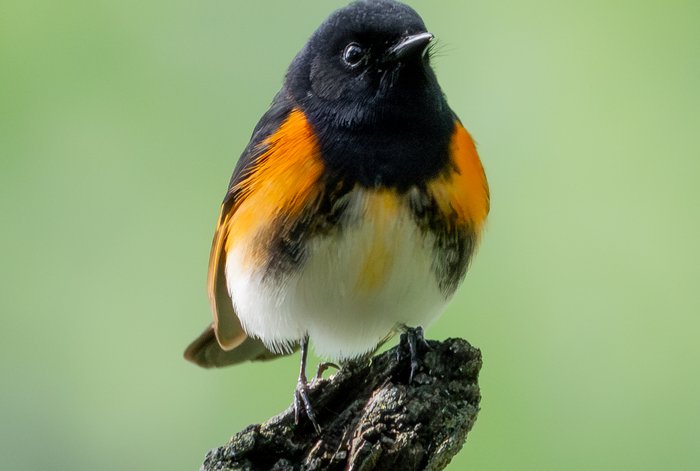American Redstart