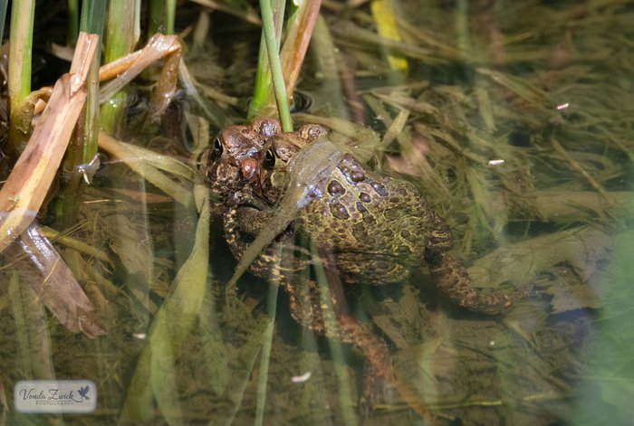 American Toads