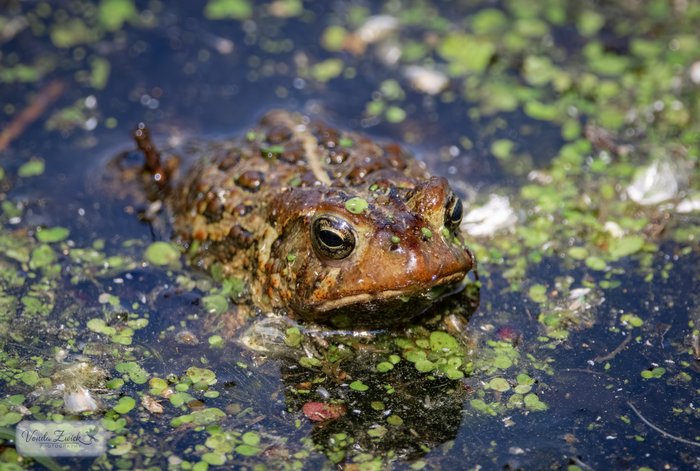 American Toad