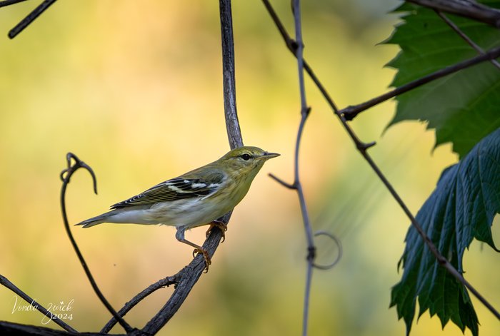 Blackpoll Warbler