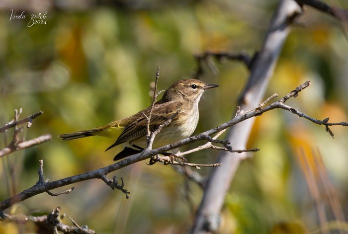 Palm Warbler