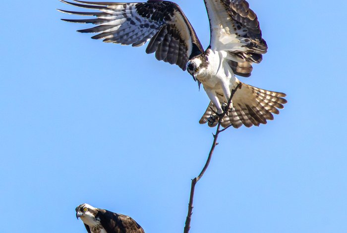 Osprey Pair 