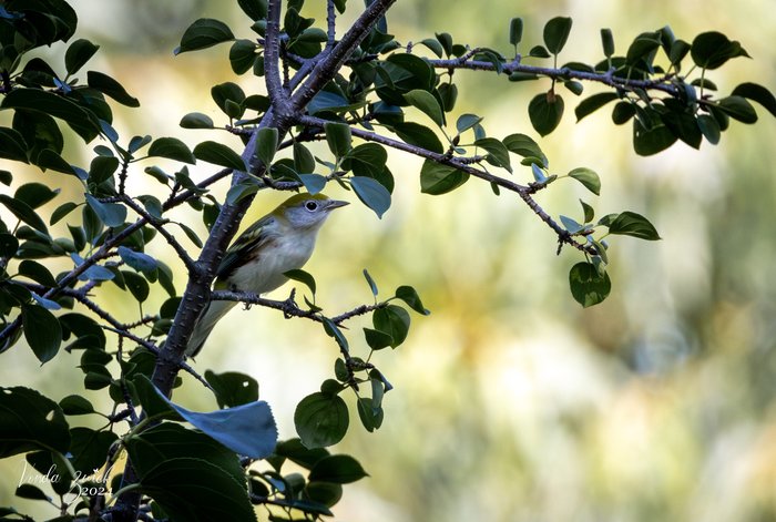 Chestnut-sided Warbler