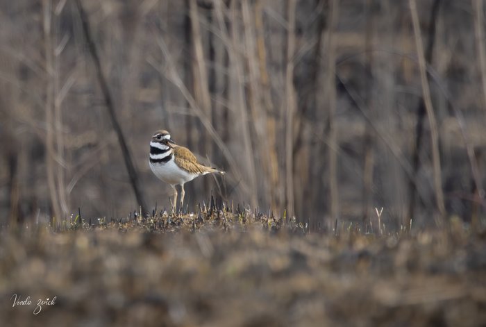 Killdeer