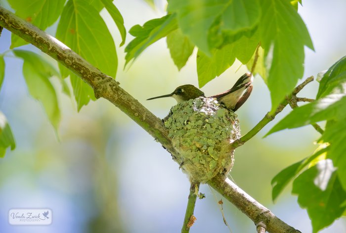 Ruby-throated Hummingbird
