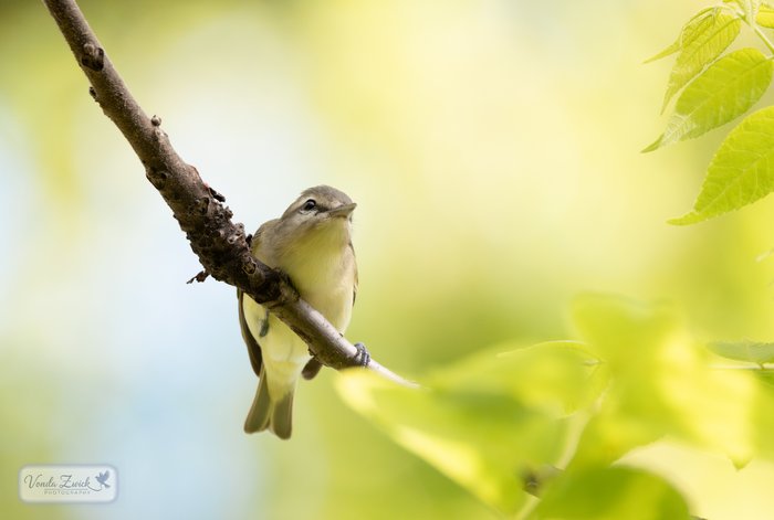 Philadelphia Vireo