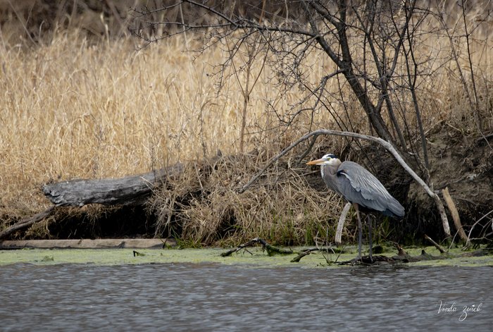 Great Blue Heron
