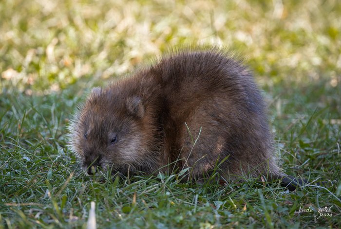 Muskrat