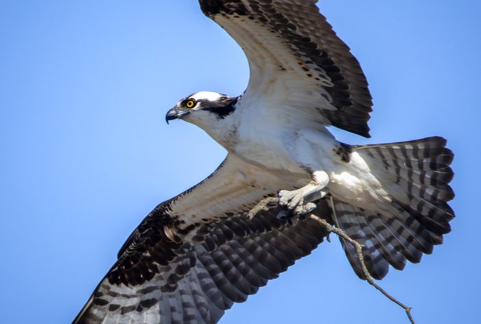 Osprey