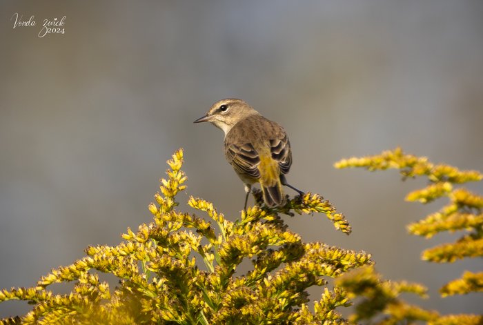 Palm Warbler