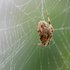 Spotted Orb Weaver