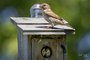 Mama House Sparrow